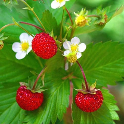 300Pcs Wild Strawberry Seeds Convenient to Grow spread naturally into tidy mats with gentle creeping growth tendency