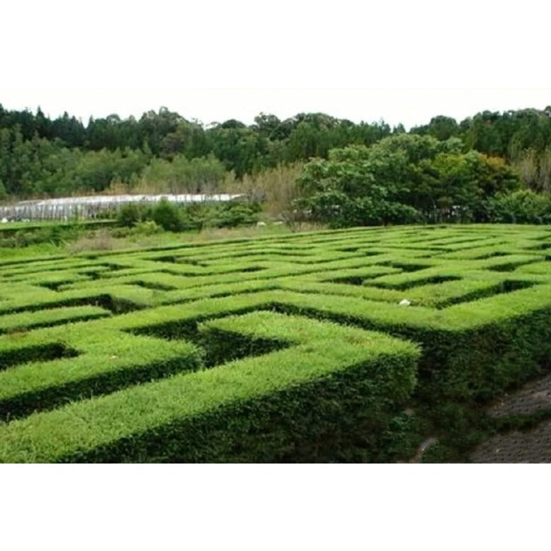50Pcs High Germination Lush Foliage with Ligustrum Seeds for Garden Fence Decoration