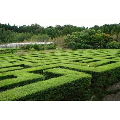 50Pcs High Germination Lush Foliage with Ligustrum Seeds for Garden Fence Decoration