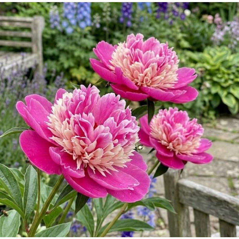 25 Stunning Bicolor Peony Seeds - Paeonia 'Bowl of Beauty' Style - Deep Magenta  Creamy Pink - Late Spring Bloom