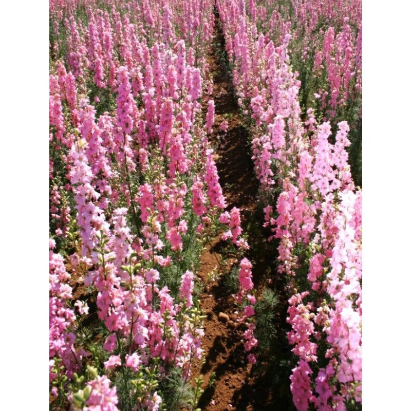 Pink Queen Larkspur Delphinium Friendly for new gardeners grow into full tall spire clumps with prolonged seasonal blooming features