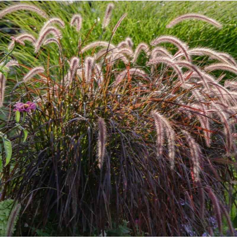 100Pcs Fountain Grass Seeds Easy to Cultivate Slender Foliage for Small Spaces Planting
