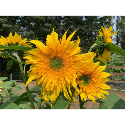 100Pcs Easy to Cultivate Sunflower Seeds match naturally with casual cottage and rustic yard design styles