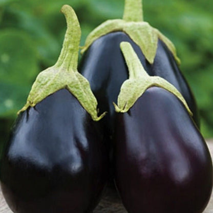 200 Eggplant Seeds -  Heirloom, Open Pollinated, Non GMO - Grow Indoors, Outdoors, In Pots, Grow Beds, Soil, Hydroponics & Aquaponics