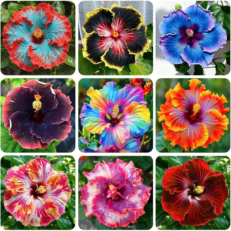 100pcs Mixed Hibiscus Seeds for Planting - Perennial Plant for Gardens & Containers, Vibrant Tropical Color, Non-GMO