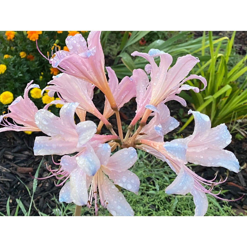 100pcs Fast Growing Lily Seeds High Germination Rate Ideal For Outdoor And Container Planting