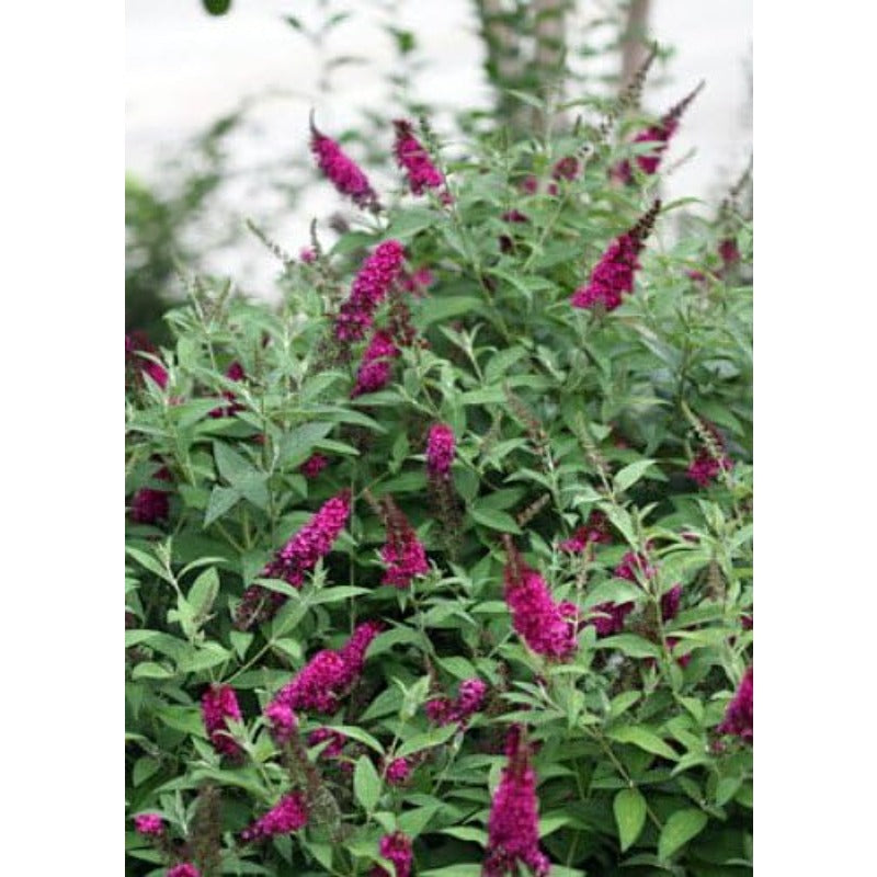 300 Butterfly Bush Seeds Friendly for new gardeners grow into full balanced rounded shrub form with steady seasonal foliage and bloom renewal features