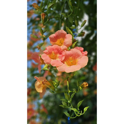100pcs Orange Trumpet Vine Seeds Hummingbird Flower, Perennial Climbing Plant