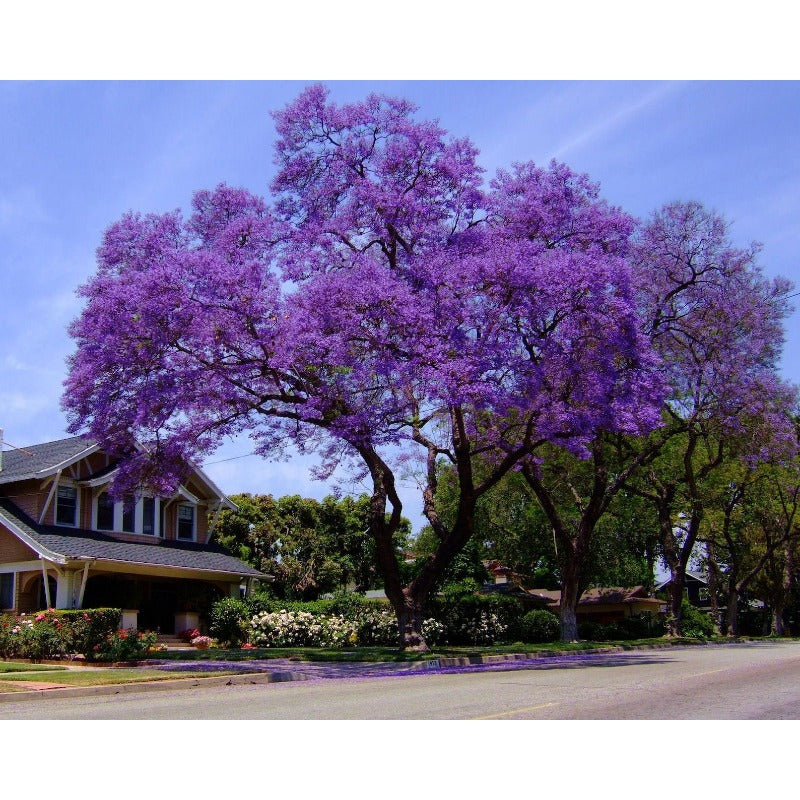 46Pcs Quick To Sprout Jacaranda Tree Seeds Ideal For Reducing Weeds With Dense Canopies
