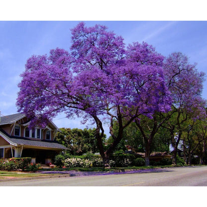 46Pcs Quick To Sprout Jacaranda Tree Seeds Ideal For Reducing Weeds With Dense Canopies