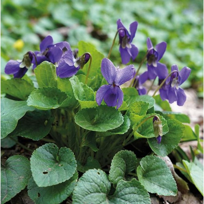 500pcs Common Blue Violet Seeds for Planting Non GMO Perennial Garden Seed Pack