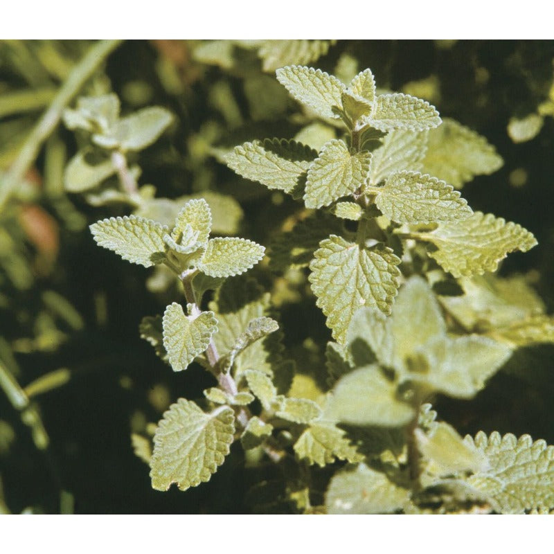 980Pcs Catnip Seeds Fit for home planting hold consistent seasonal growth cycles for lasting landscape layout value