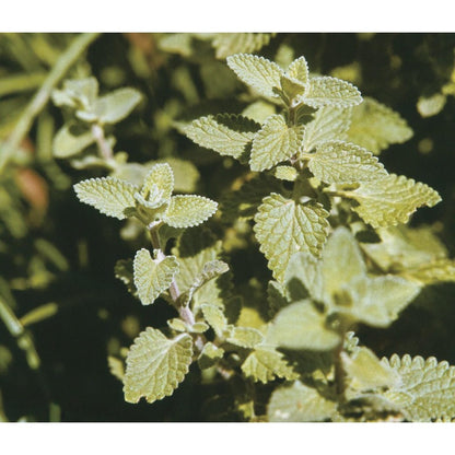 980Pcs Catnip Seeds Fit for home planting hold consistent seasonal growth cycles for lasting landscape layout value