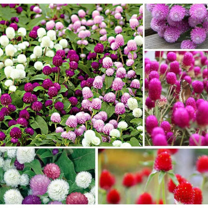 100pcs Suitable for beginner planting Gomphrena Seeds flourish in loose well drained soil suited for home garden cultivation