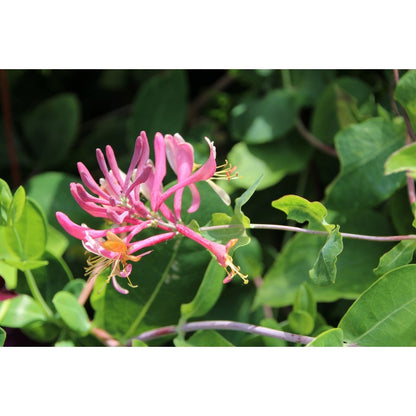 98Pcs Honeysuckle Seeds Easy To Maintain And Perfect For Mixed Plantings With Other Ornamental Climbing Varieties