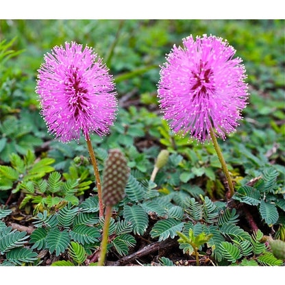87Pcs Sensitive Plant Seeds Simple for planting form full lush foliage clumps in calm shaded and indoor sheltered zones