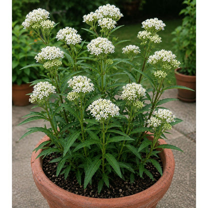 200pcs Milkweed Seeds for planting in residential garden beds and private open yard spaces
