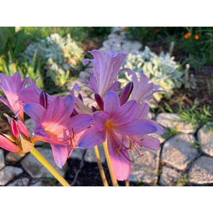 100pcs Fast Growing Lily Seeds High Germination Rate Ideal For Outdoor And Container Planting