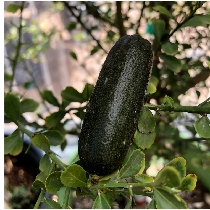 25Pcs Finger Lime Seeds Quick To Germinate Offer Reliable Sprouting For Home Growers