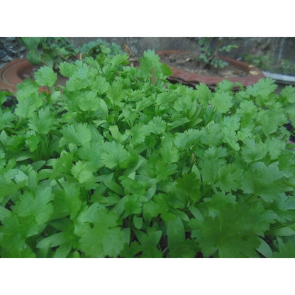 187Pcs Cilantro Seeds Easy To Grow Great For Filling Between Larger Plants In Garden Beds
