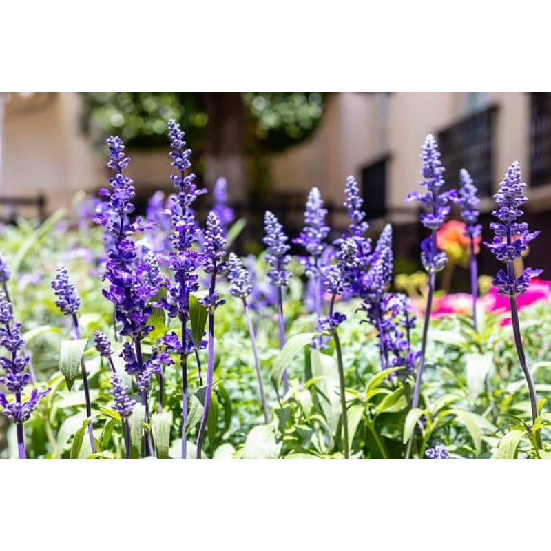 200pcs Blue Sage Seeds Heirloom Full Sun Cut Flower for Pollinator Garden, Border & Patio Containers