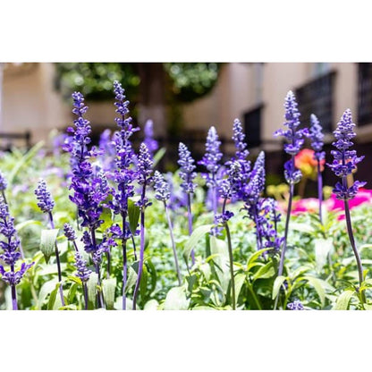 200pcs Blue Sage Seeds Heirloom Full Sun Cut Flower for Pollinator Garden, Border & Patio Containers
