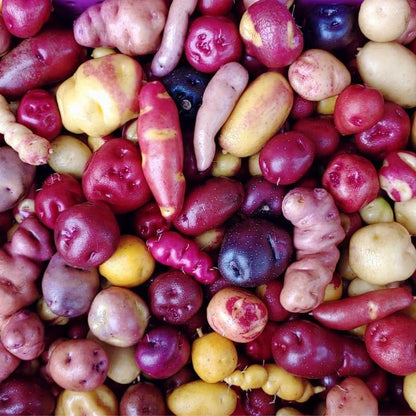 200pcs Potato Seeds Simple to Grow add neat uniform texture to plain backyard garden beds and cultivation spaces