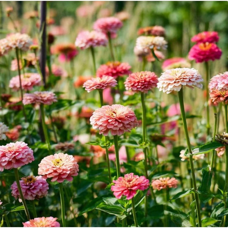 Strawberries and Cream Zinnia 174Pcs Seeds Easy-to-Grow