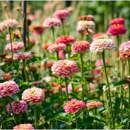 Strawberries and Cream Zinnia 174Pcs Seeds Easy-to-Grow
