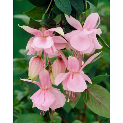 100pcs Rapid Development Ornamental Fuchsia seeds Blooms for Outdoor Planting