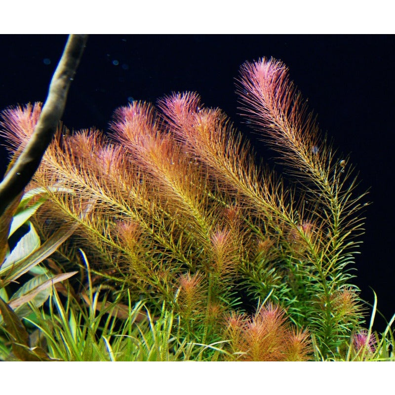2000Pcs Ideal for novice planting Aquarium Seeds build natural compact green clusters inside private household aquariums