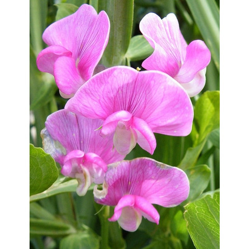 36Pcs Sweet Pea Seeds Ideal For Germination Perfect For Beginners Seeking High Success