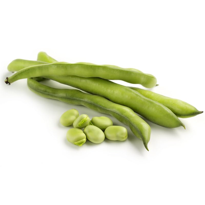 5pcs Fava Bean Seeds for planting in residential home garden areas and private spacious planting plots