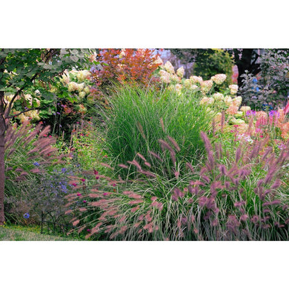 Dwarf Purple 100pcs Fountain Grass Easy To Grow For Ornamental Landscape Planting In Home Gardens