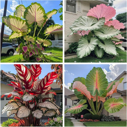 100Pcs Elephant Ear Seeds Suitable for casual planting feature strong natural vitality for fast large foliage garden establishment