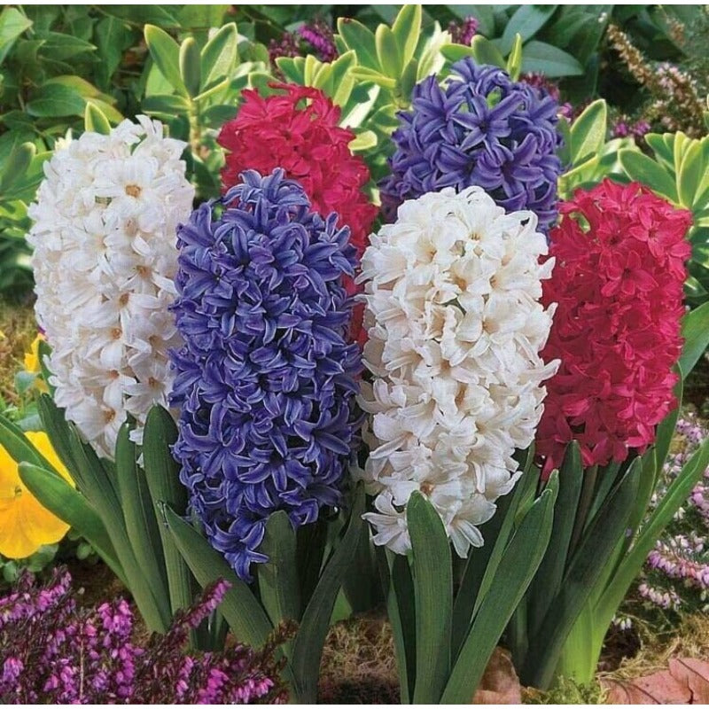 196Pcs Hyacinth Seeds pair well with low ornamental plants to enrich multi-layered container landscape structure
