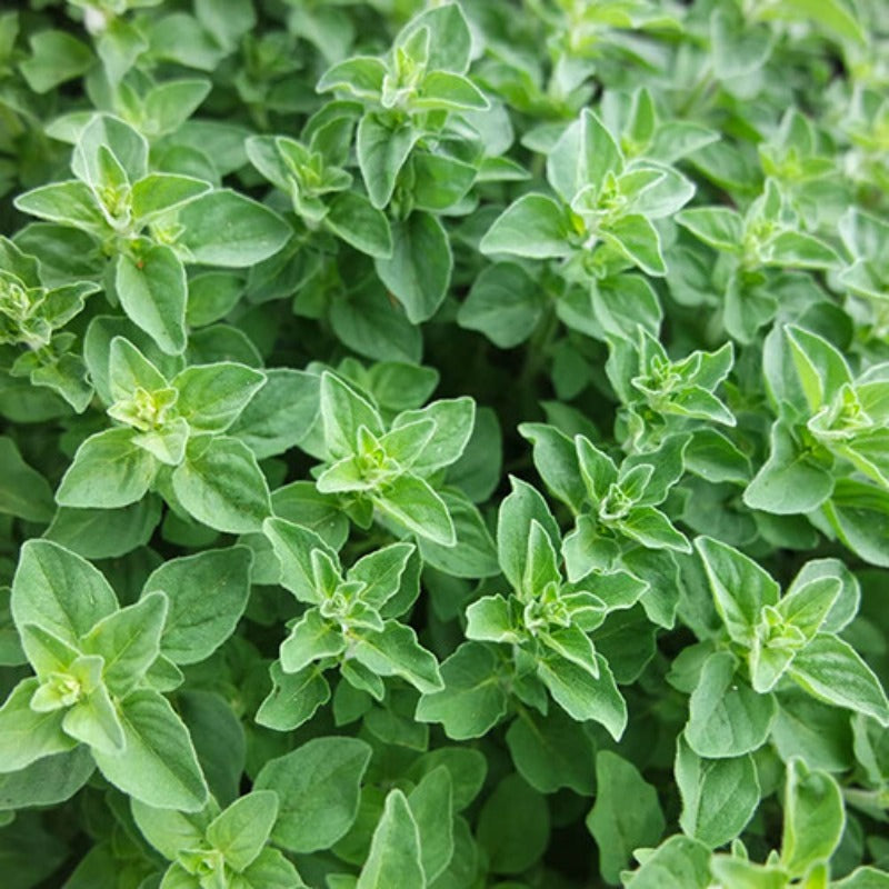 1000pcs Suitable for beginner planting Oregano Seeds flourish in ordinary well drained soil suited for ornamental garden cultivation