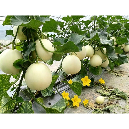 47Pcs Honeydew Melon Seeds match naturally with casual garden design and trellis landscape layout styles