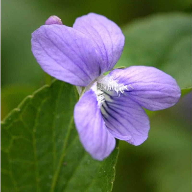 500pcs Common Blue Violet Seeds for Planting Non GMO Perennial Garden Seed Pack