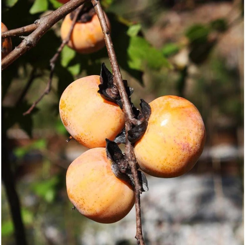 48Pcs Persimmon Seeds Convenient for planting establish firmly under bright natural light and well ventilated open air surroundings