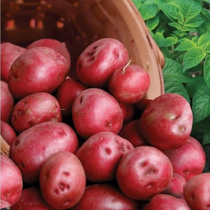 200pcs Potato Seeds Simple to Grow add neat uniform texture to plain backyard garden beds and cultivation spaces