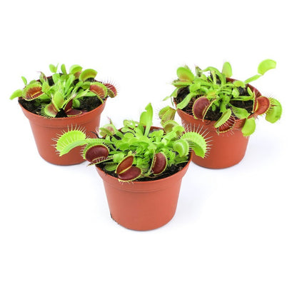 300pcs Venus-Fly-Trap Seeds Easy To Grow Works Well In Humidity Controlled Home Growing Environments Easily