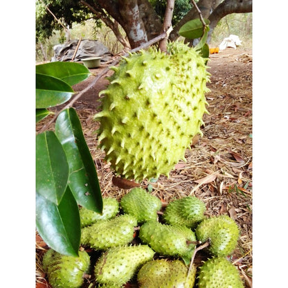 7Pcs Great For Sunny Patio Container Displays Soursop Pawpaw Seeds Robust Growing Brings Tropical Charm To Small Spaces