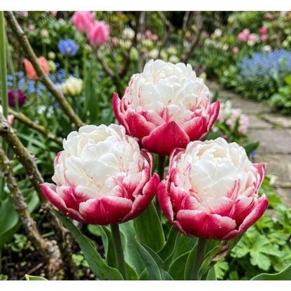 200pcs Garden Seeds Tulip Seeds Fast Growing Easy To Plant For Home Gardens
