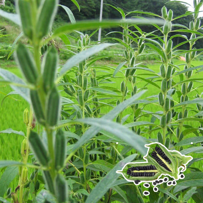 500pcs Dry Climate Adaptable Black Sesame Seeds For Arid And Semi Arid Growing Zones