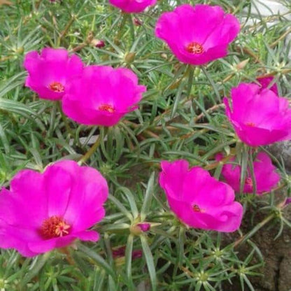 1000pcs Pink Purple Moss Rose seeds  Sun Loving Flowering Ground Cover