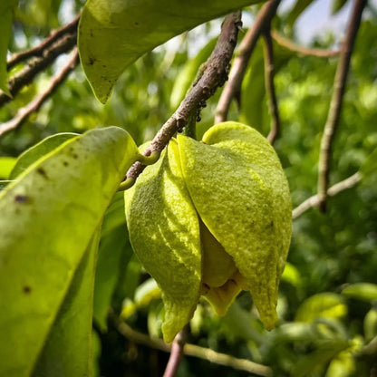 10pcs Soursop Pawpaw Seeds Quick To Germinate Suitable For Creating Full Vibrant Tropical Displays Without High Time Investment