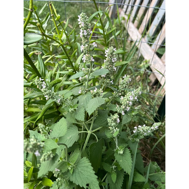 1000Pcs Catnip Seeds Beginner Friendly for planting in garden borders, yard beds and outdoor ornamental growing spaces
