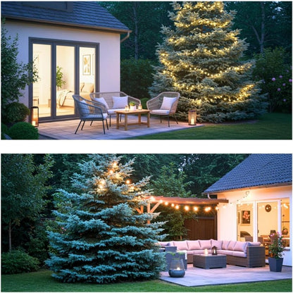 99Pcs Pine Seeds Easy to Maintain ideal for permanent landmark planting in yard perimeters and large landscape areas