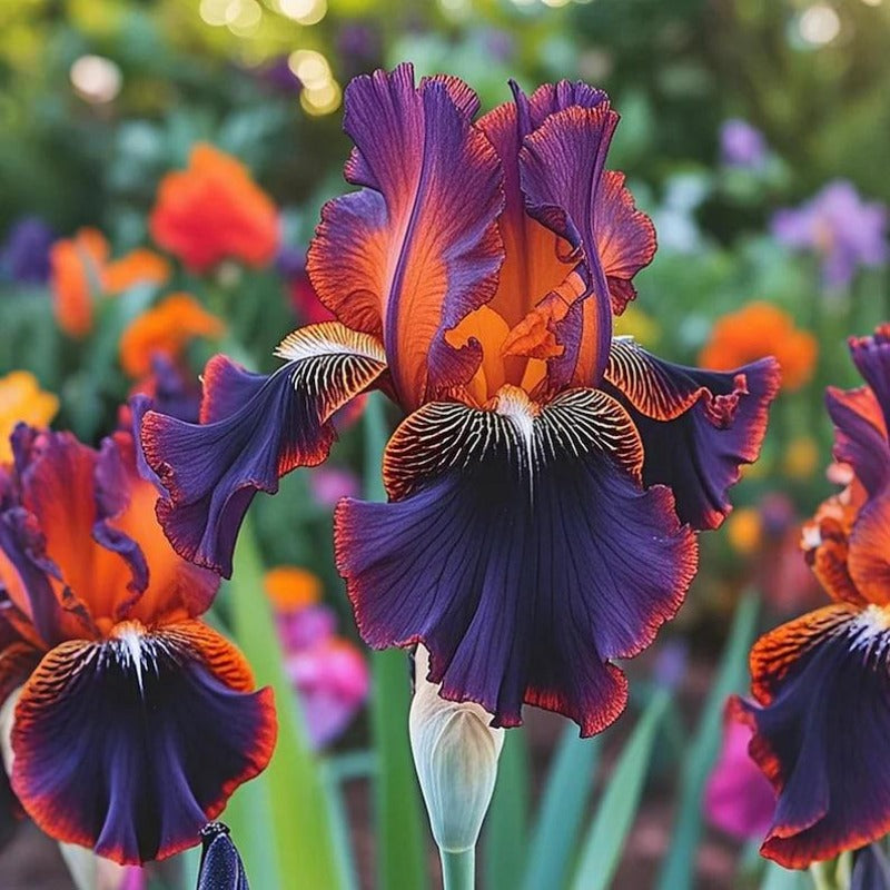 80Pcs Iris Seeds form compact upright foliage mounds with unique bloom formation for yard embellishment